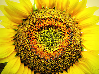 Image showing big yellow sunflower 