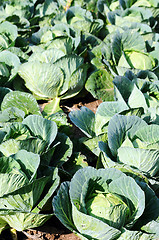 Image showing Celery cabbage