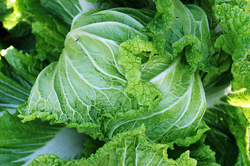 Image showing Celery cabbage