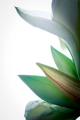 Image showing white amaryllis flower 