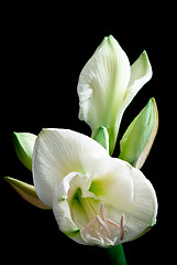 Image showing white amaryllis flower 