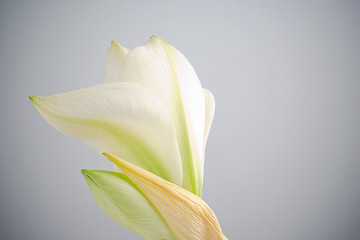 Image showing white amaryllis flower 