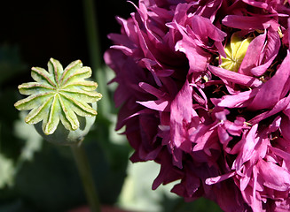 Image showing oriental poppy