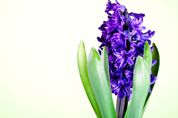 Image showing blue hyacinth