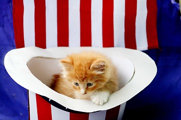 Image showing Yellow kitten in 4th of July hat