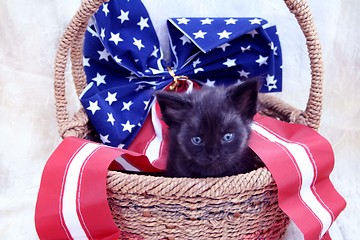 Image showing Little black kitten in 4th of July basket