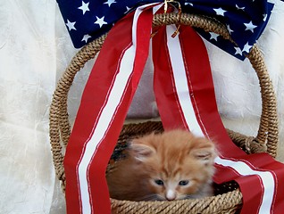 Image showing Yellow kitten in 4th of July basket