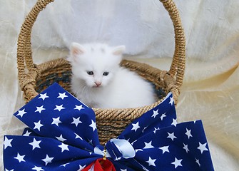 Image showing White kitten in 4th of july basket