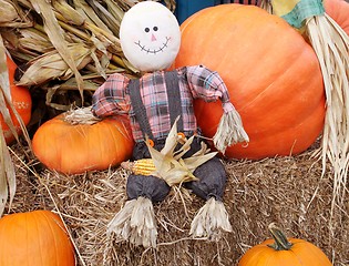 Image showing Small scarecrow and pumpkins