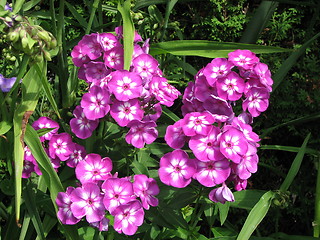 Image showing Flowers -Phlox