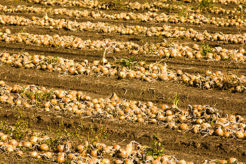 Image showing Cleaning of onions