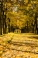 Image showing Footpath in park