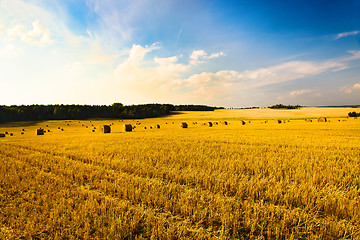 Image showing Agriculture