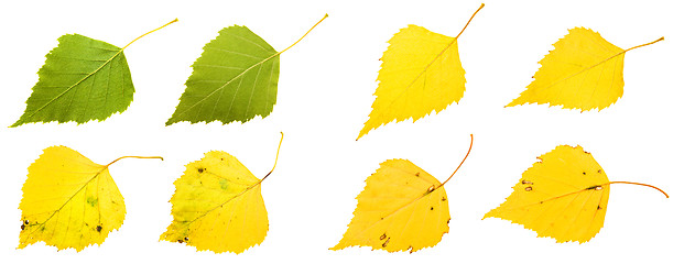 Image showing Birch leaves