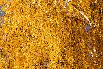 Image showing Autumn birch