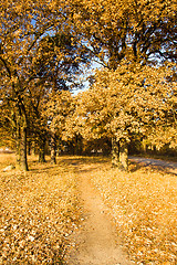 Image showing Footpath in park