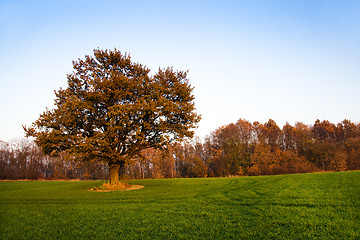 Image showing Oak (autumn)