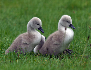 Image showing Cygnets