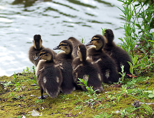 Image showing Duckling