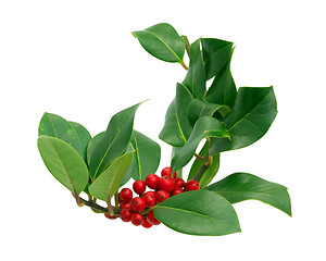 Image showing Holly