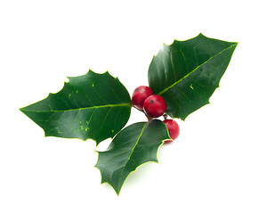 Image showing Holly