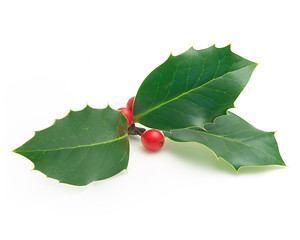 Image showing Holly