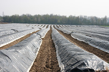 Image showing asparagus field 