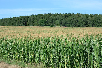 Image showing corn field