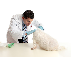 Image showing Vet with a dog