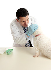 Image showing Vet inspecting dogs eyes