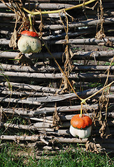 Image showing Decorative pumpkins 