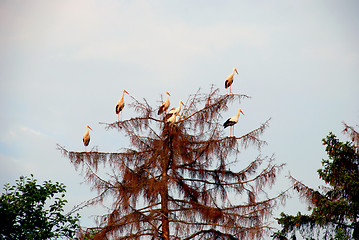 Image showing White stroks flocks 