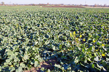 Image showing Agricultural green rapeseed field in autumn.