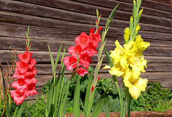 Image showing Multicolored gladioli 