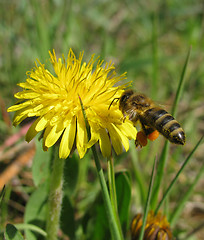 Image showing flying bee   