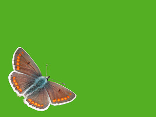 Image showing butterfly (lycaenidae) 