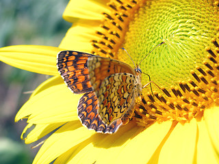 Image showing butterfly (Heath Fritillary) 