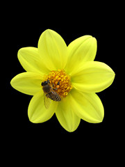 Image showing bee on yellow flower