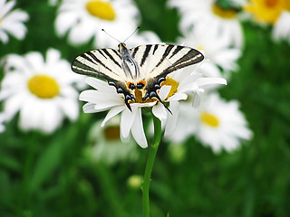 Image showing butterfly (Scarce Swallowtail)