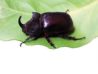 Image showing unicorn beetle