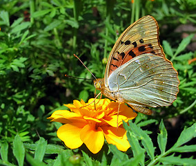 Image showing butterfly on flower