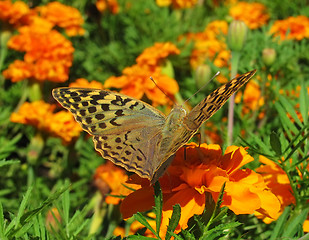 Image showing butterfly (Silver-washed Fritillary)