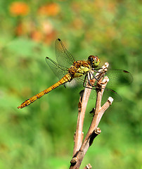 Image showing dragonfly