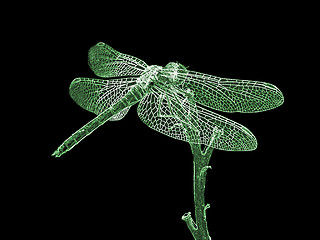 Image showing silhouette of dragonfly