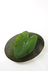 Image showing Leaf and Stone
