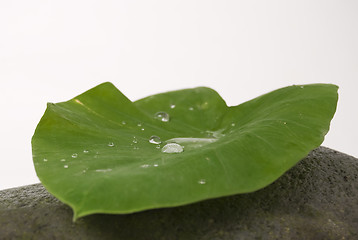 Image showing Leaf and Stone