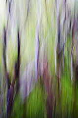 Image showing abstract forest