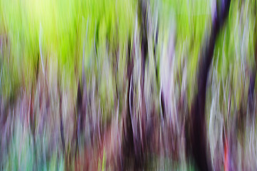 Image showing abstract forest