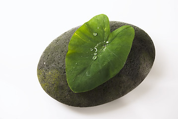 Image showing Leaf and Stone