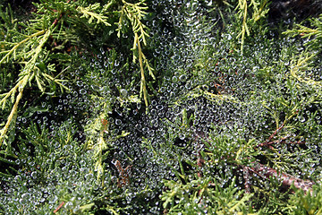 Image showing Morning dew on cobwebs